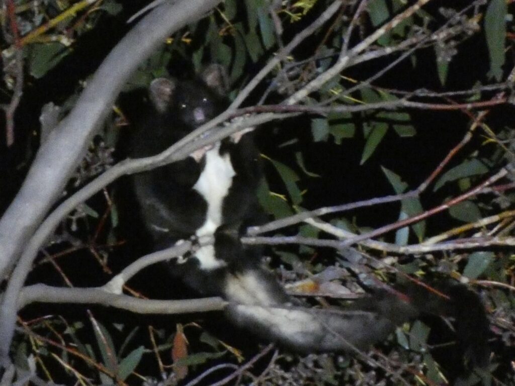 A Greater Glider at night among eucalyptus branches: dark fur, a pale chest and a long, bushy tail.