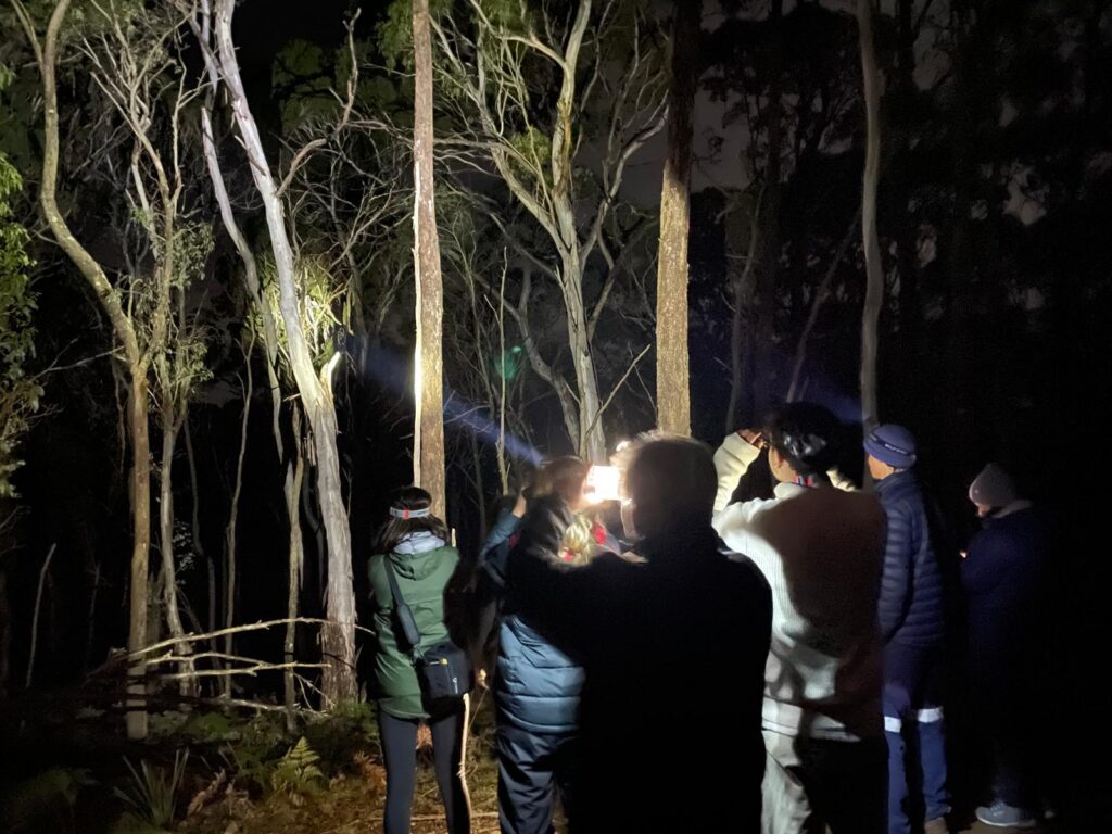 Volunteers at night shining torches into tall eucalypts while spotlighting for Greater Gliders.