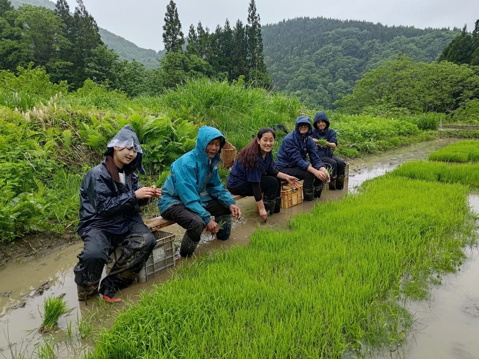 Five volunteers in rain jackets sitting beside a flooded bed of bright green rice seedlings.