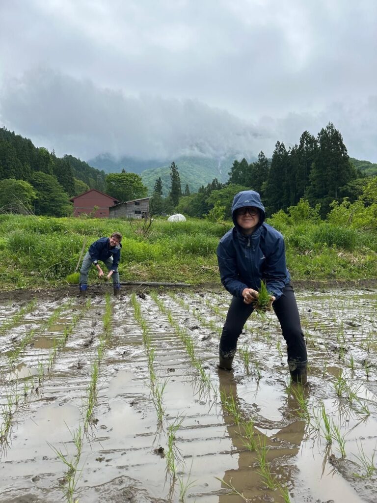 Two volunteers in rain gear planting rice seedlings in a flooded paddy field, with misty mountains behind.