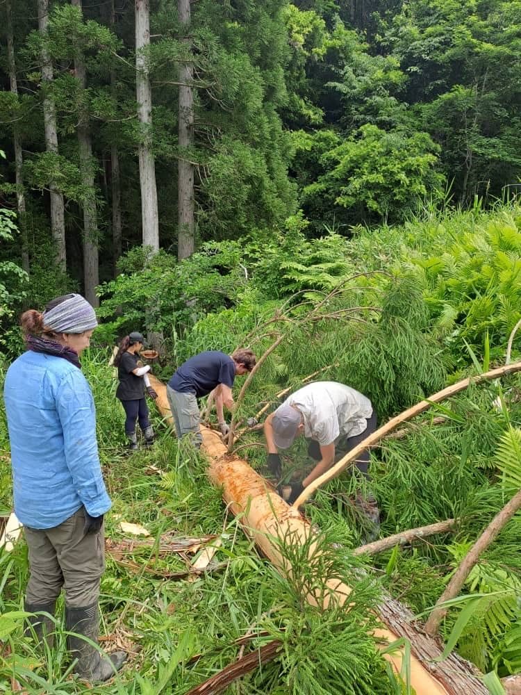 Volunteers stripping bark from a felled tree trunk in a green forest clearing.