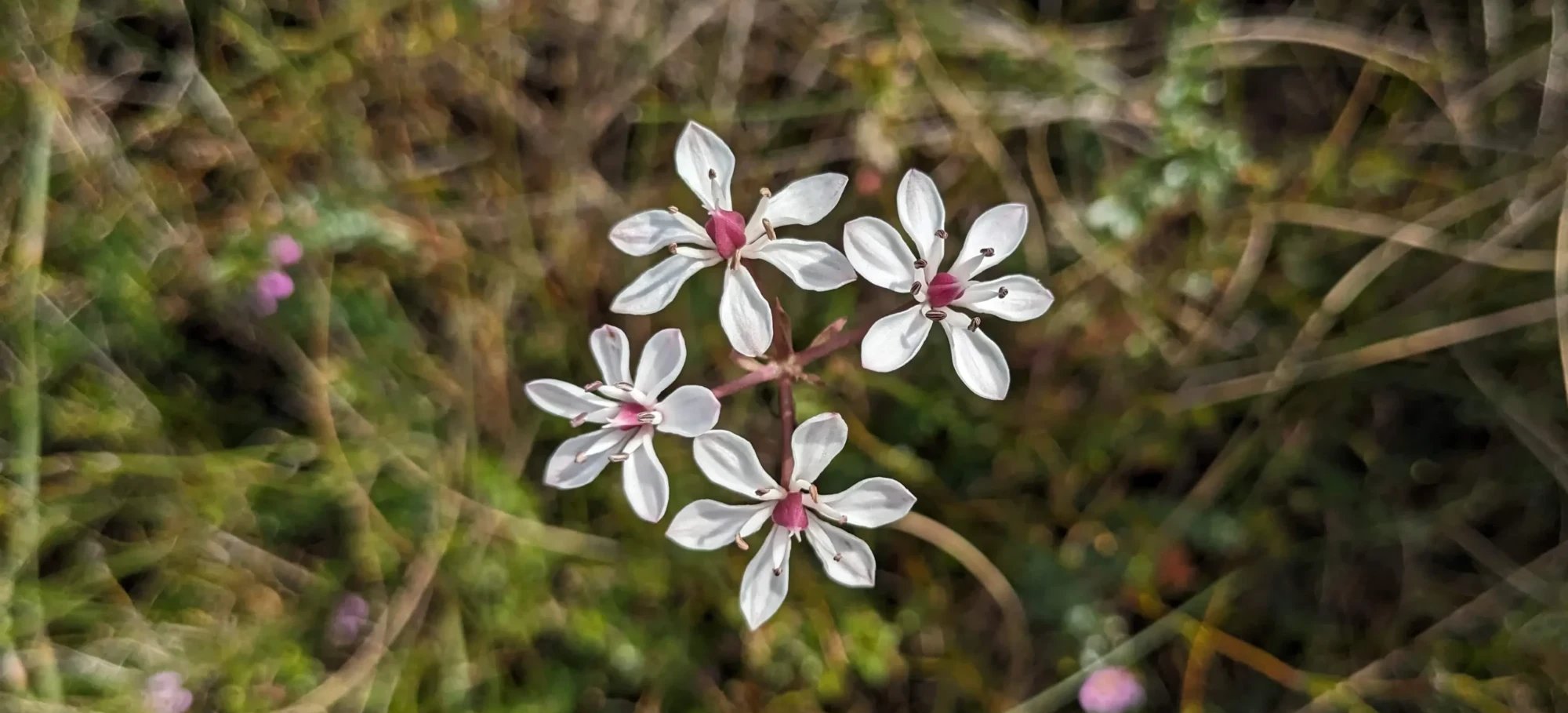 A cluster of white native Australian flowers with pink centres, against blurred grass.